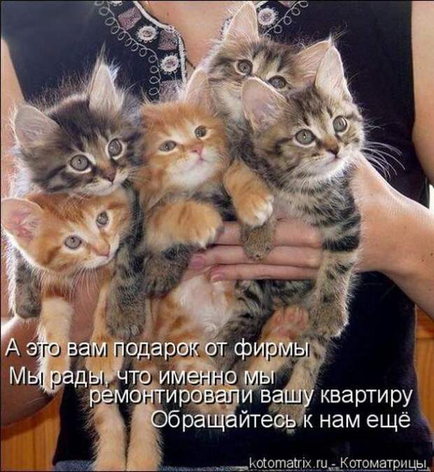 Котоматрицы (картинки с надписями)