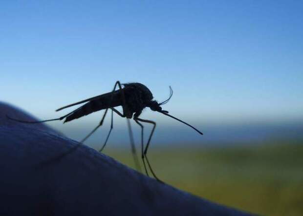Комары не любят бальзам. /Фото: domovreditel.ru.