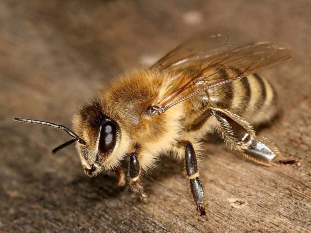 Медоносная пчела боль, в мире, люди, насекомые, укус, энтомолог