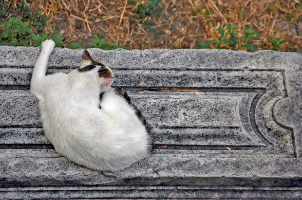 Кот, города котиков