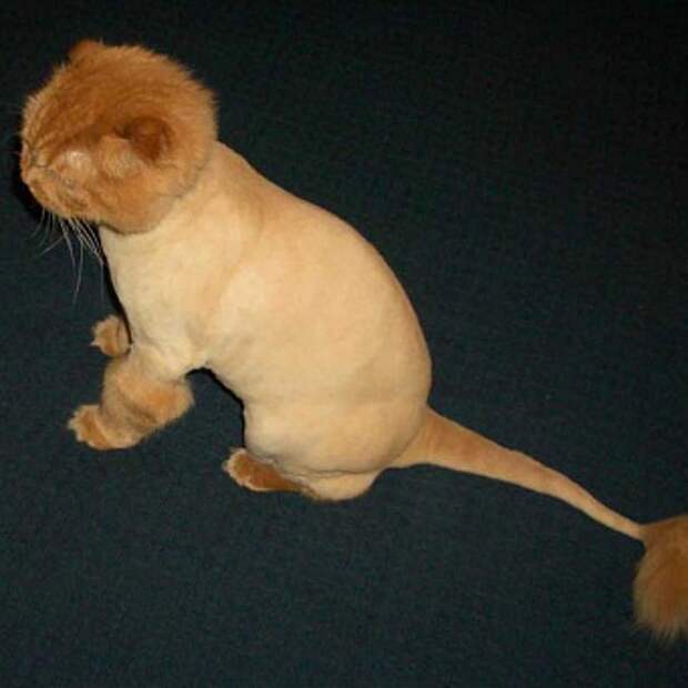 Стригут ли кошек?