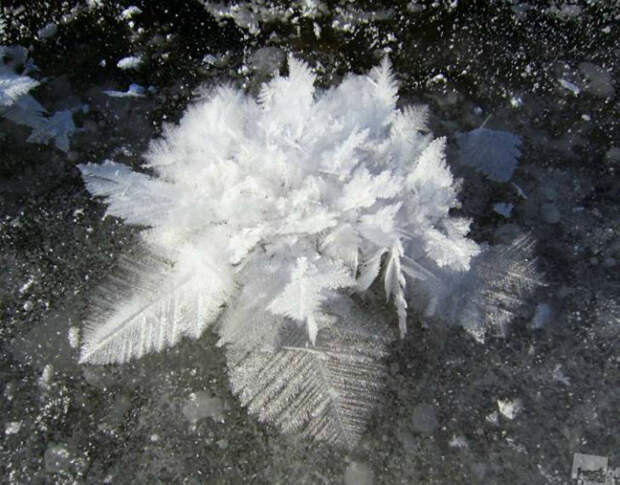 По информации Novate.ru это ледяной коралл Антарктиды.