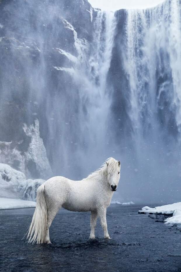 Фотограф и кинематографист Дрю Доггет (Drew Doggett) создал захватывающую серию снимков об исландских лошадях.