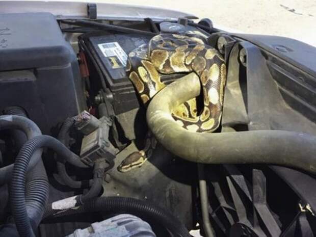 Его автомобиль не функционировал: разум?: змея под капотом