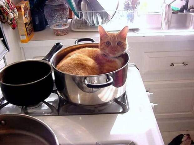 смешные кошки коты, кошки странные места поспать, коты неподходящие места прилечь, кошки выбирают место