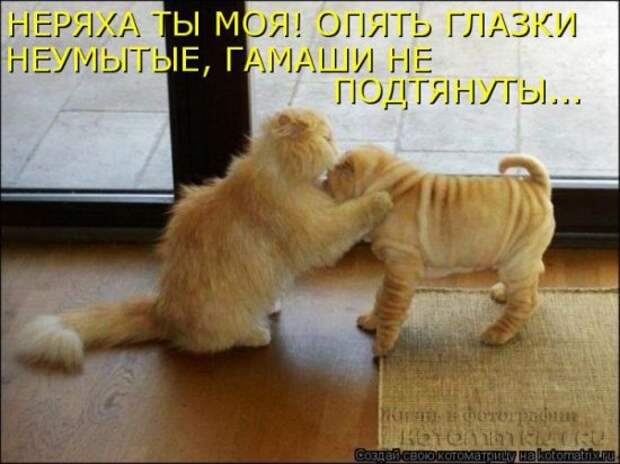 Сборка котоматриц