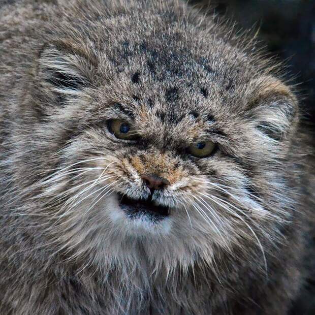Самая экспрессивная кошка в объективе