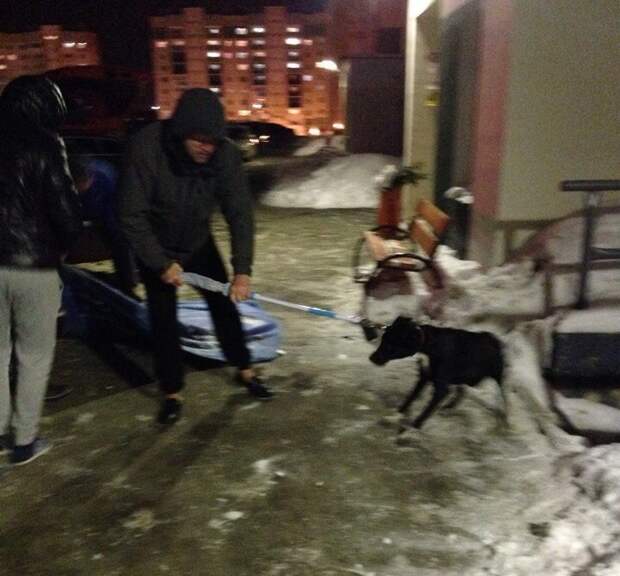 В Челябинске жители микрорайона спасли истощенную бездомную собаку