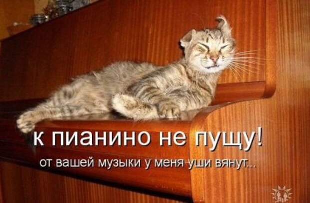 Котоматрицы: Мысли вслух