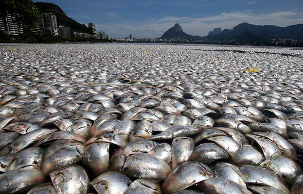 Море мертвой рыбы в Рио-де-Жанейро, Бразилия