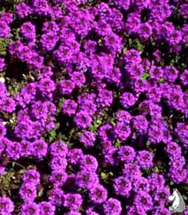 http://myplants.org.ua/picture/verbena/verbena4.jpg