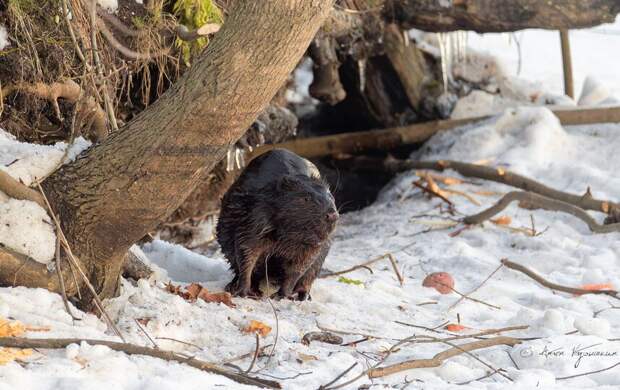 За судьбой молодого бобра Яшки следит весь Петербург