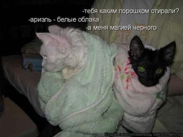 Прикольные животные, котоматрица