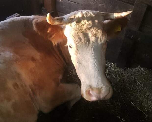 Корова Зорька, прошедшая оккупацию Суджи и потерявшая двух телят, готовится стать мамой