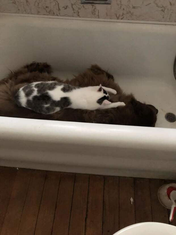 кошачьи забавы кот в ванной