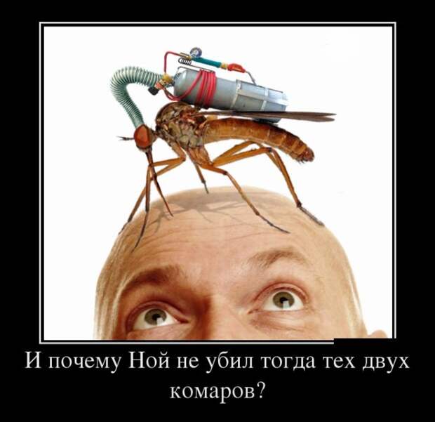 Подборка забавных и смешных демотиваторов для настроения (11 фото)