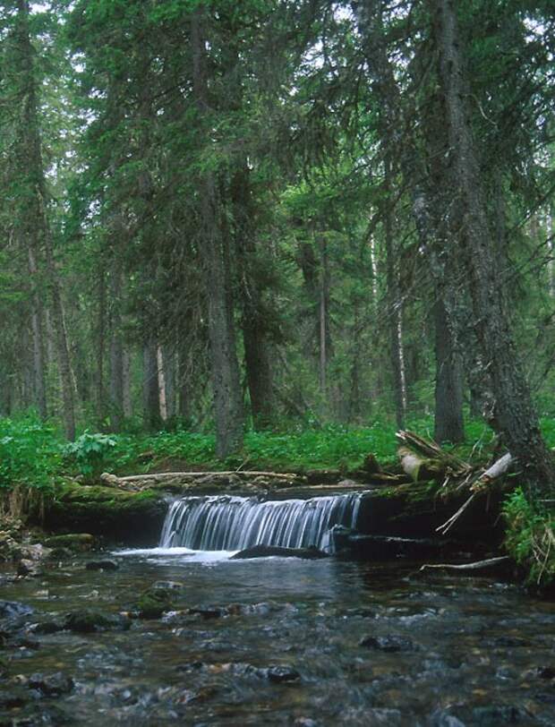 Горный ручей. Печоро-Илычский заповедник, г. Маньпупунёр. Фото