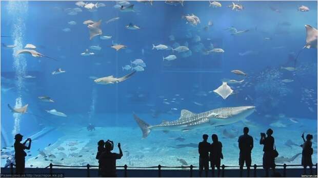 Okinawa Churaumi Aquarium tourism destinations