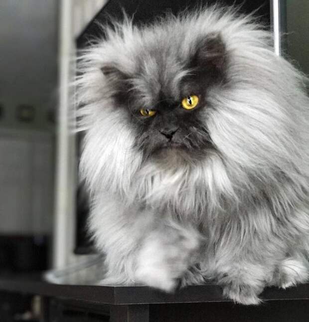20 фото кота Джуно, который шокирует своей шевелюрой и осуждает всё вокруг