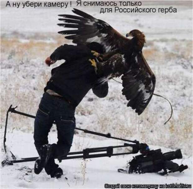 Прикольные животные, котоматрица