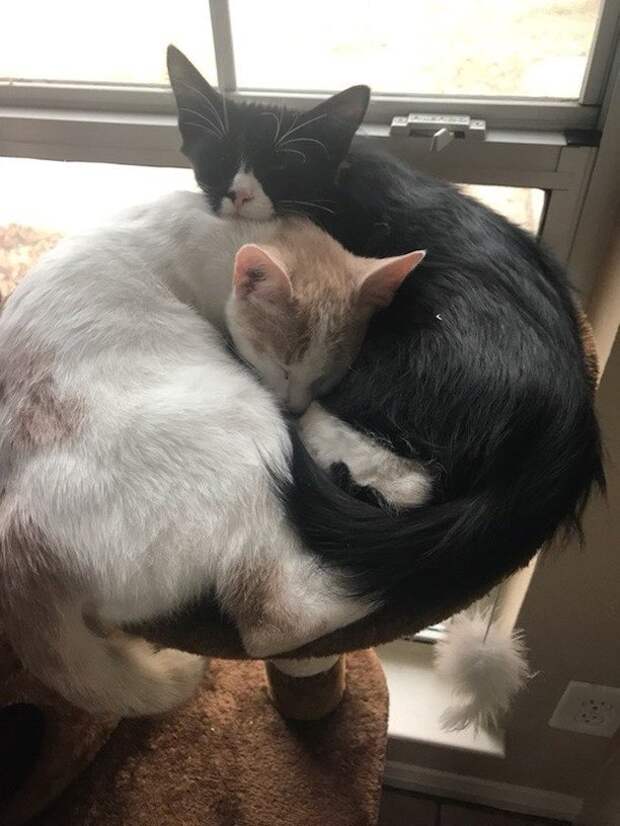 Без кота и жизнь не та