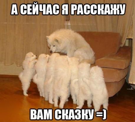 прикол, животные собаки