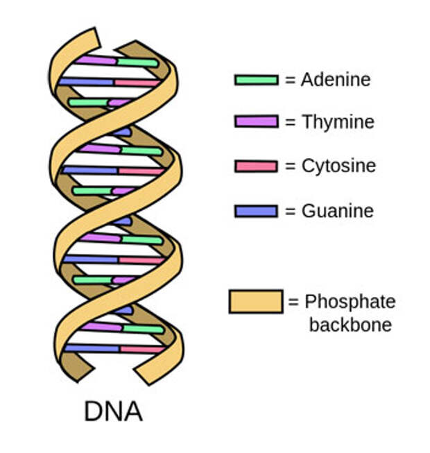 DNA strand
