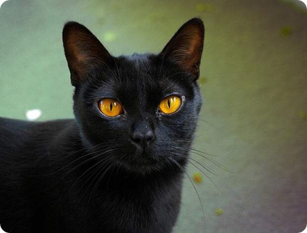 Бомбейская кошка