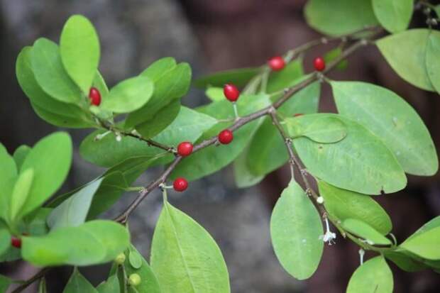 Кока (Erythroxylum coca). © powo.science.kew  📷 