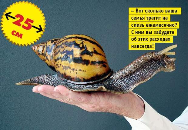 животные-переростки животные-переростки