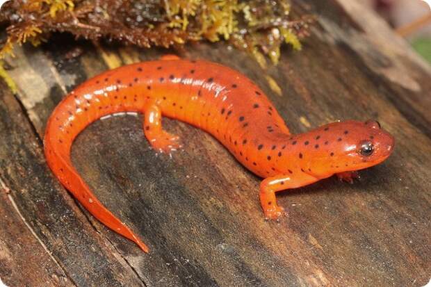 Ложный тритон (лат. Pseudotriton montanus diastictus)