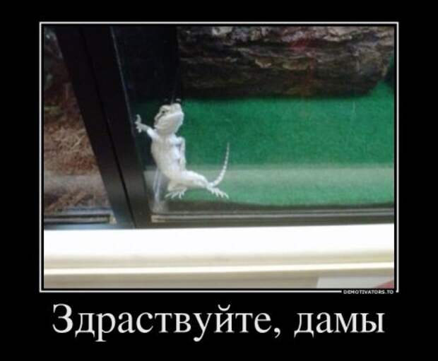 Новые демотиваторы, без улыбки не уйдешь!
