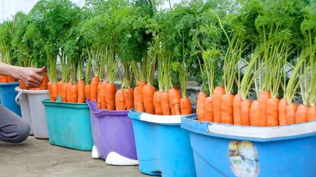 Как вырастить морковь в домашних условиях