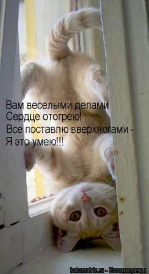 Прикольные животные, котоматрица