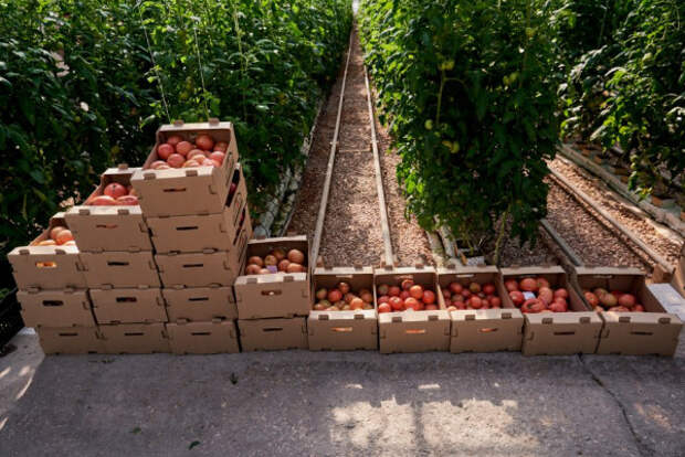 Севастопольские агропредприятия наращивают сбор огурцов и помидоров