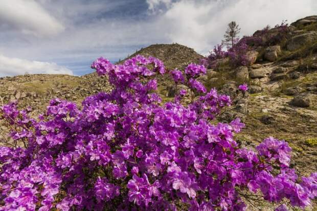 Во второй половине апреля стоит посетить праздник, проходящий на Алтае - цветение маральника великоление, красота, природа, путешествия, цветочные туры