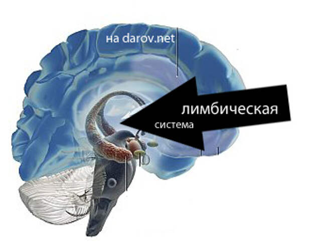 Лимбическая система