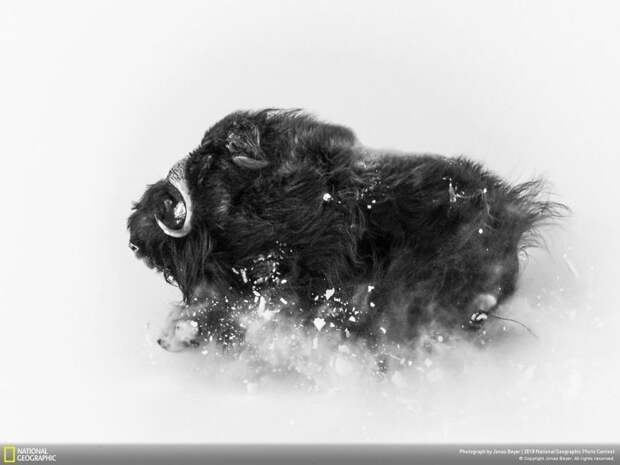 Глубокий снег, Йонас Беер - второе место, категория "Дикая природа" national geographic, конкурс, красота, природа, удивительно, фото, фотография, фотоподборка