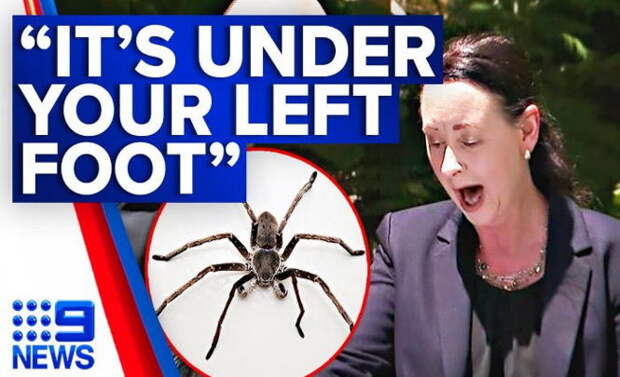 Арахниды атакуют чиновников