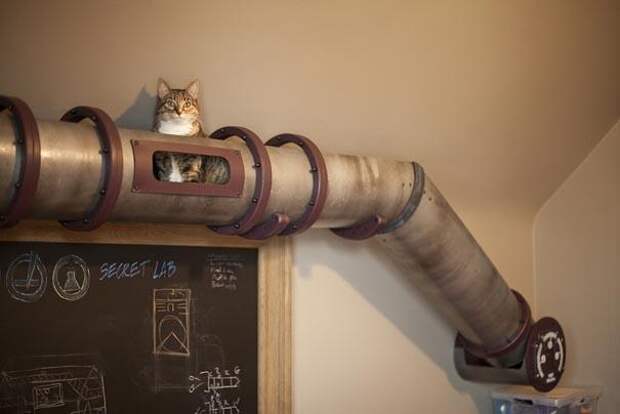 кошачьи туннели