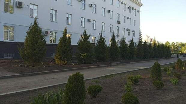 Возле администрации Алтайского края высадили елки