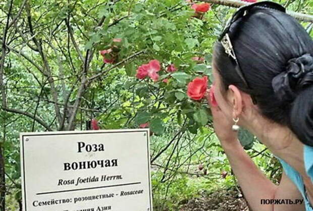 Вторничная подборочка Приколов