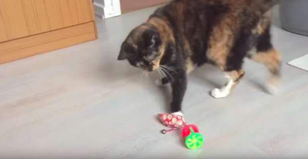 кошка играет