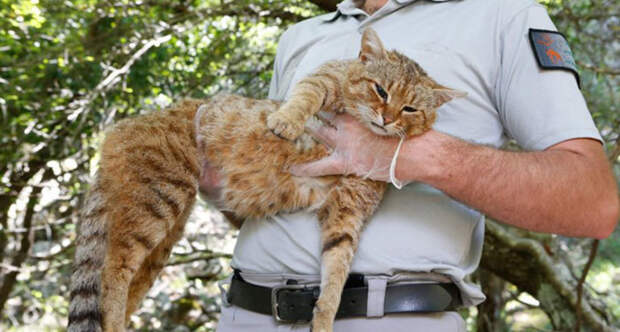 New cat fox species recognized corsica 7 5d1085856ee62  700