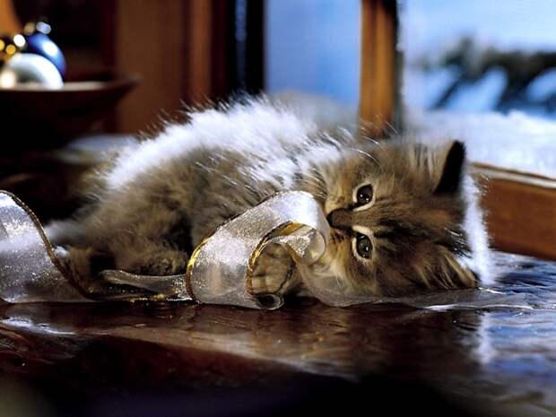 Коты,кошки,котята...