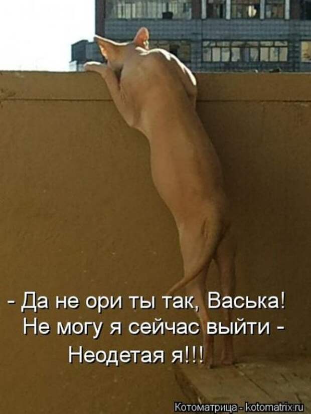 Лучшие котоматрицы недели (29 фото)