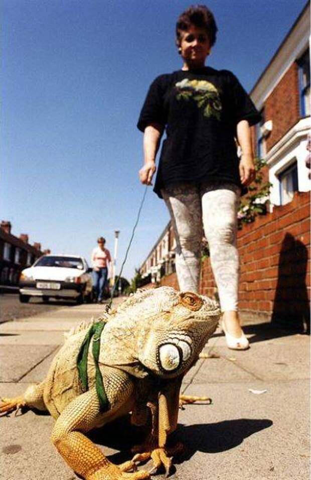 strange pet walking08
