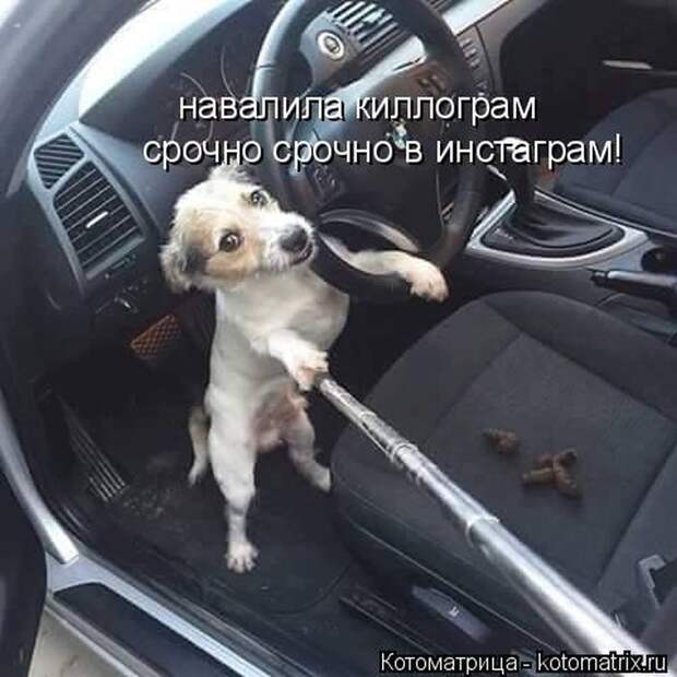 Лучшие котоматрицы недели (50 фото)
