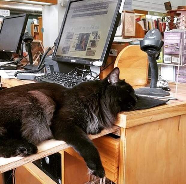 http://goodnewsanimal.ru/_nw/70/05045846.jpg