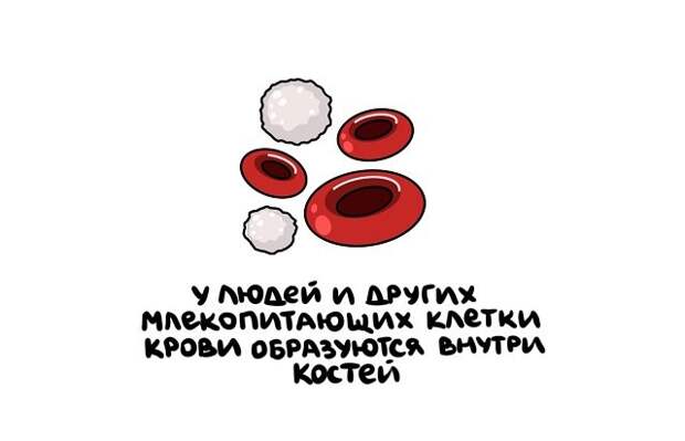 Короткие интересные факты на все случаи жизни